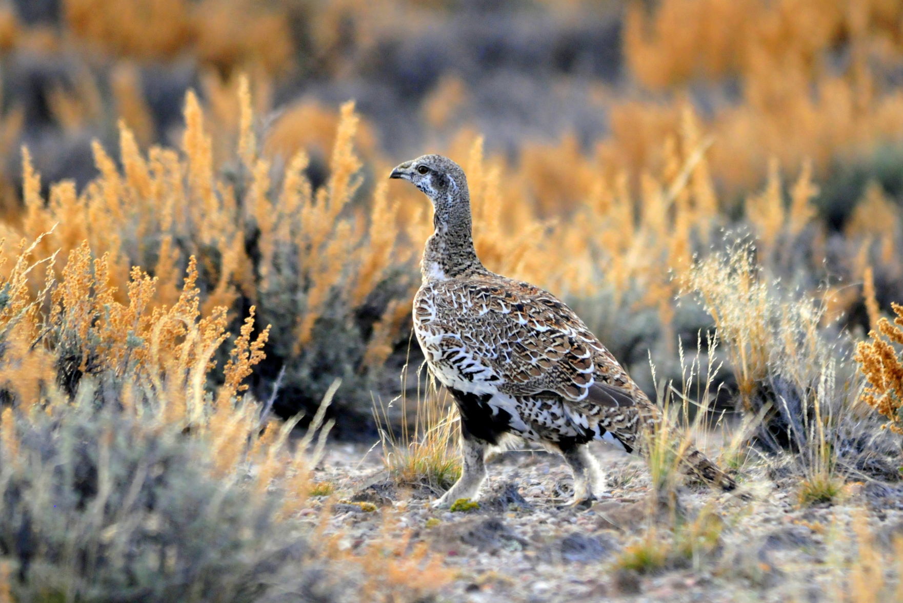 Sage Grouse